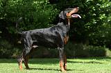 DOBERMANN 1264